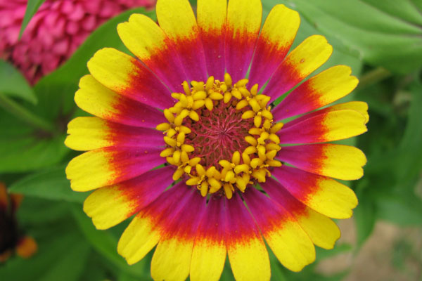 Zinnia Not The Flower Grandma Grew Missouri Environment And Garden News Article Integrated Pest Management University Of Missouri