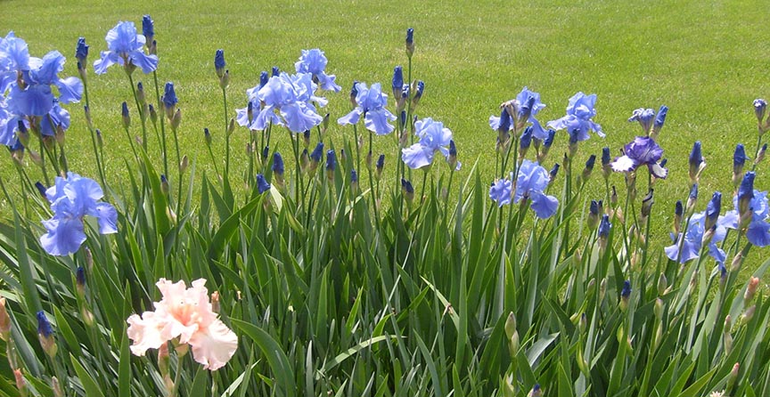 full bed of light purple iris