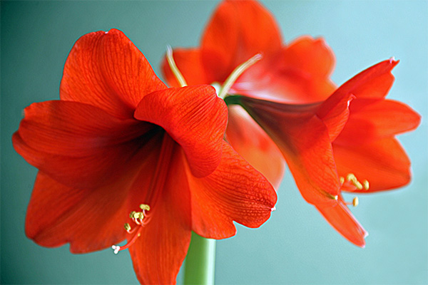 amaryllis