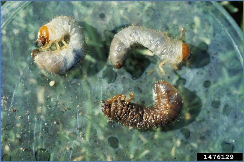 Japanese beetle larvae killed by Heterorhabditis bacteriophora next to two healthy larvae