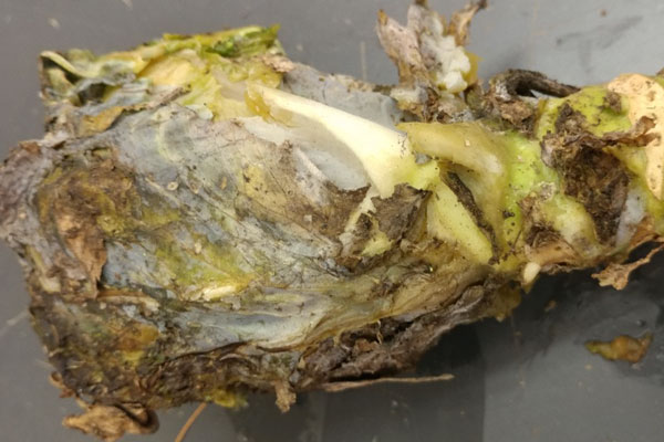 soft rot on cabbage