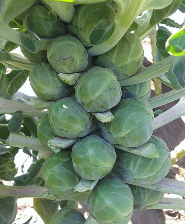 Brussels Sprouts Prolong Fall Harvest // Missouri Environment and