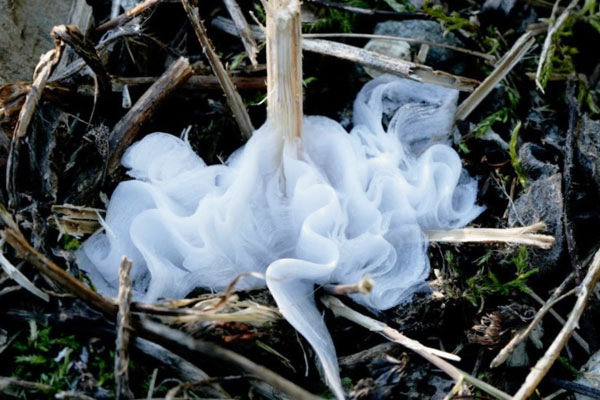 ice flower formed at the base of a plant stem.