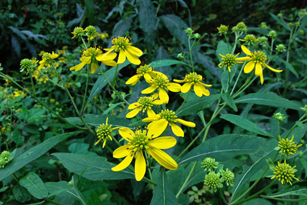 Verbesina alternifolia