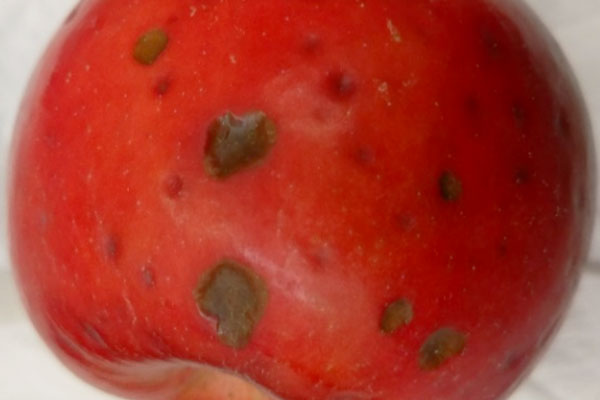 Bitter pit symptoms on skin surface of an apple