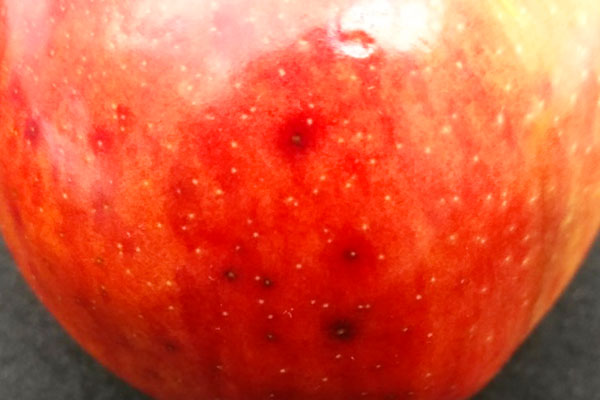 brown divots on skin of apple