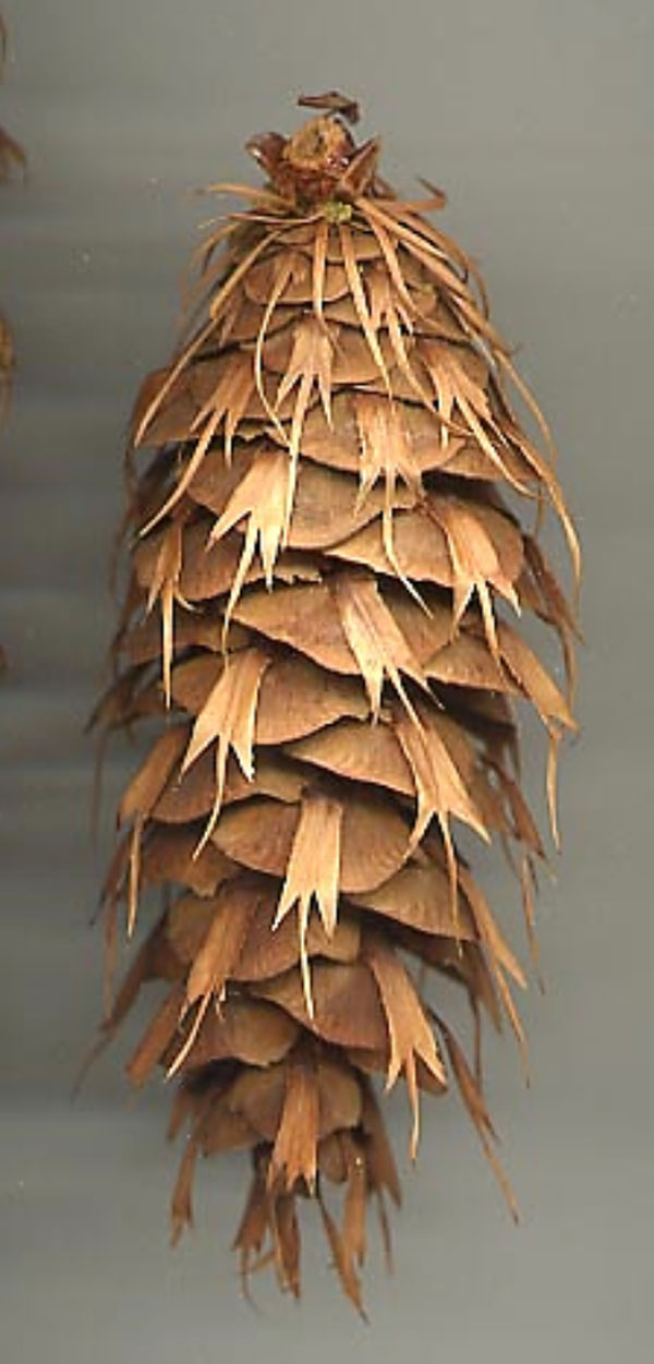 White Spruce Cones are Small Cones that are Excellent for Crafts