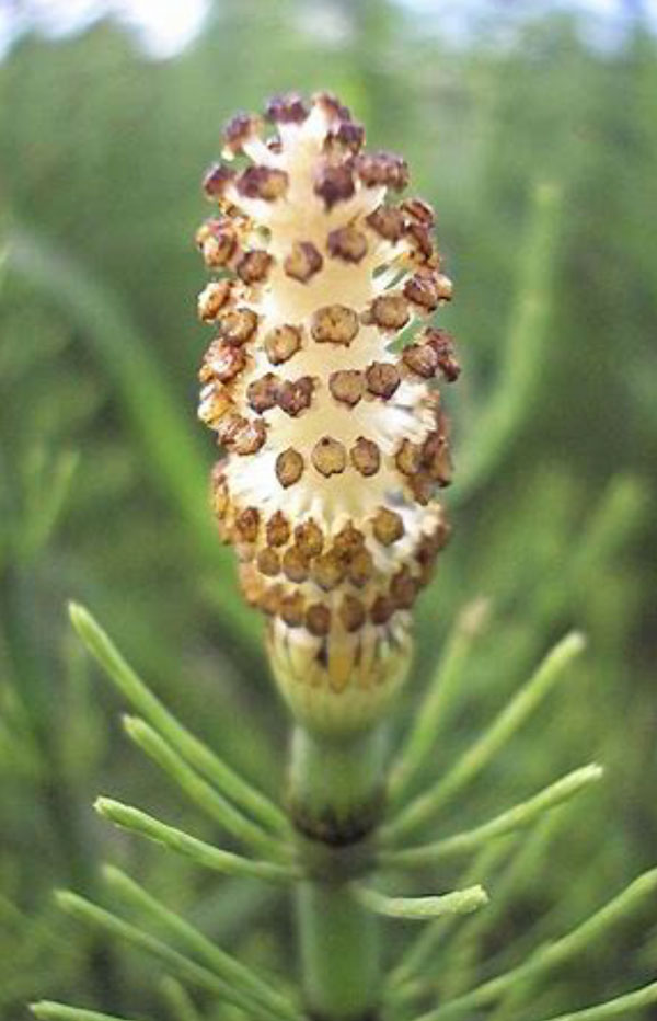 Cones Plants