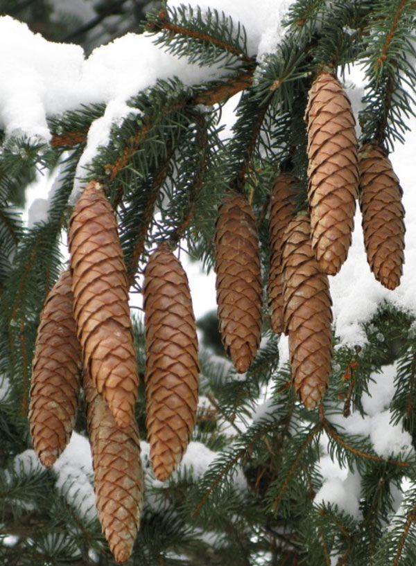 25 Mini Pine Cones White or Brown White Pine Cones Brown and 