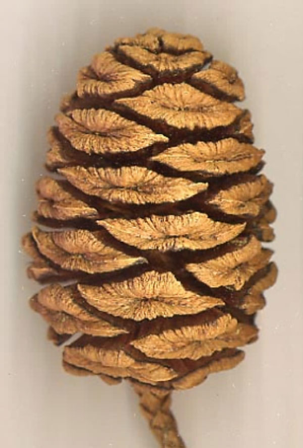 Can you identify this pine cone? - Yosemite National Park