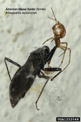 Purseweb Spiders  Missouri Department of Conservation