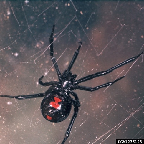 rare albino black widow spider