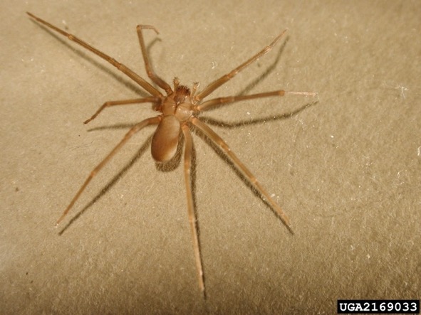 brown recluse