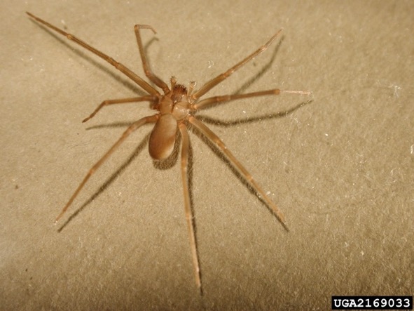 brown wood spider