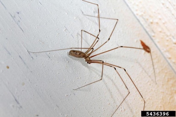 long body cellar spider facts