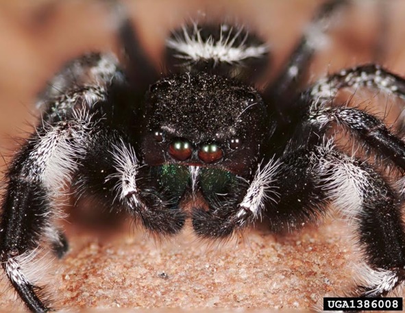 Brown Recluse (Violin Spider)  Missouri Department of Conservation