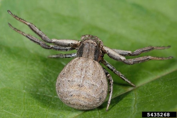 Missouri Spiders Identification Chart