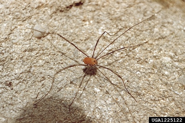 brown wood spider