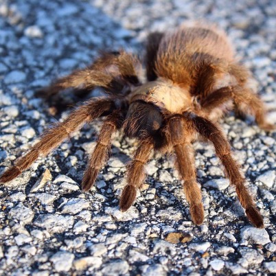 Tarantula Identification Chart