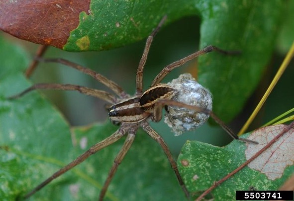 poisonous spiders chart