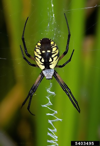 Identification Chart Common Missouri Spiders