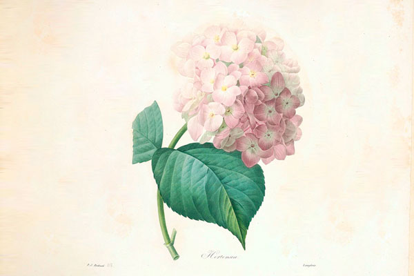 hydrangea illustration