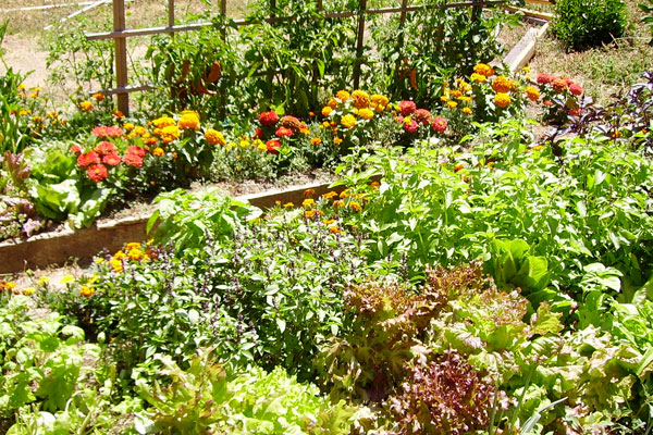 variety of plants and vegetables in a raised bed