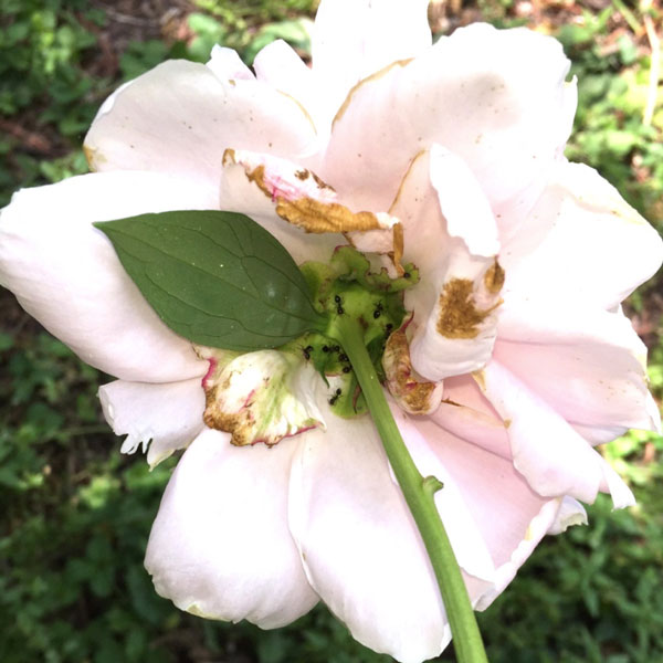 Ants searching for nectar on a peony flower