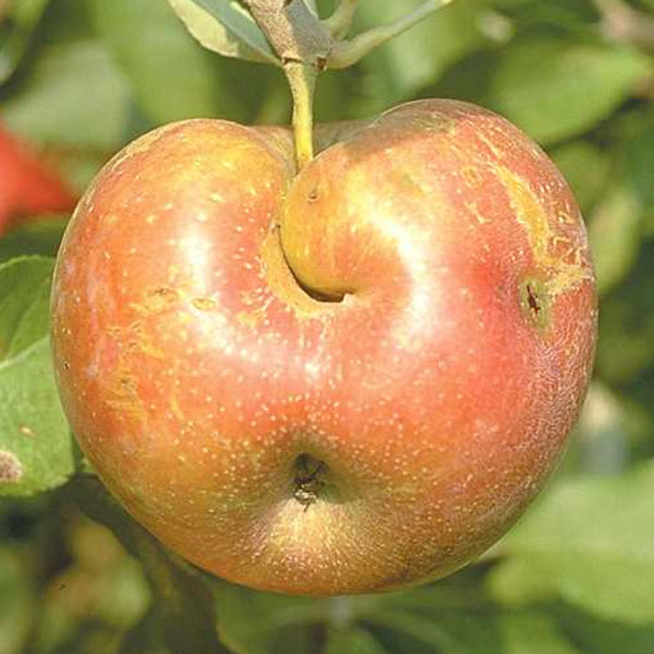 Catfacing damage on apple caused by early-season tarnished plant bug feeding