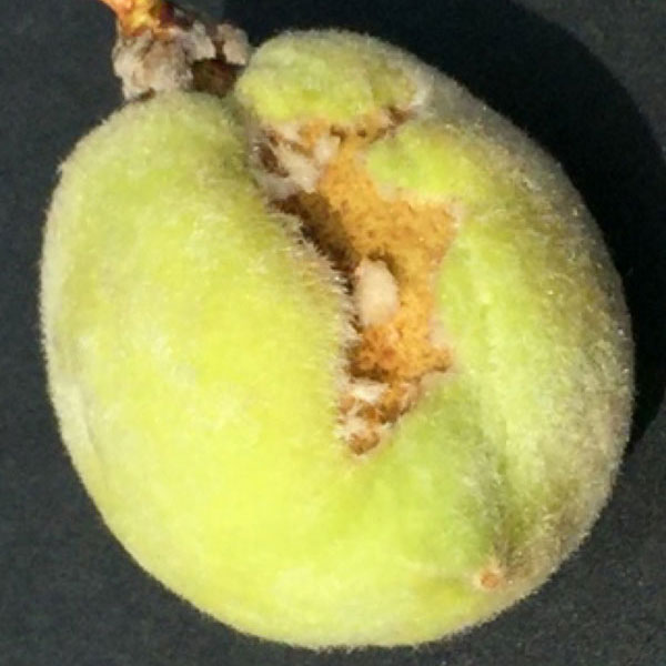 Early-season catfacing injury on the surface of a developing peach with sunken tissue devoid of fuzz
