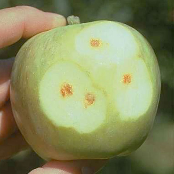 Damaged cells in apple flesh underneath sunken depressions on skin caused by stink bug feeding