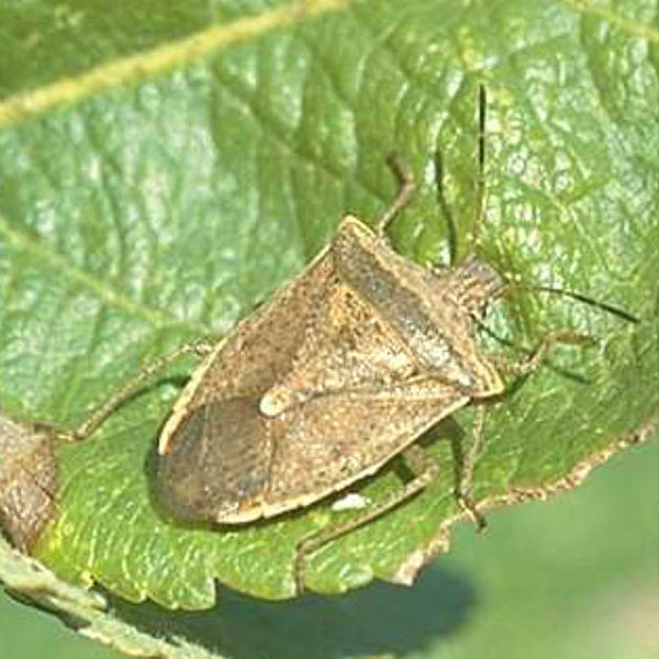 A brown, shield-shaped adult stink bug on apple foliage