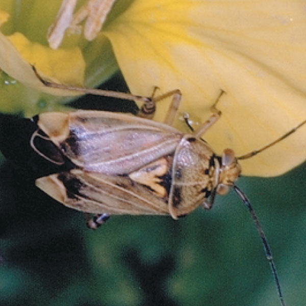Adult tarnished plant bug with mottled wings and yellow triangle in the middle of its back