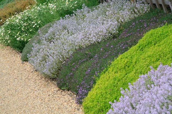 Groundcovers Curb Soil Erosion, Best Ground Covers For Sunny Slopes