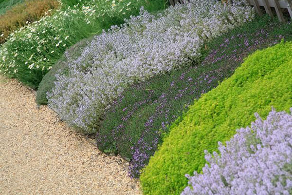 variety of plants used as groundcover along a path