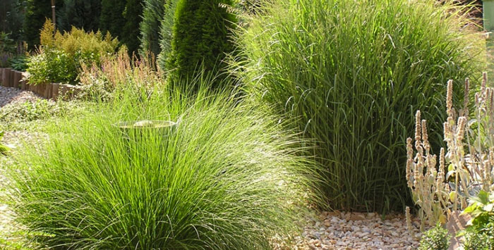 Graceful Grasses®