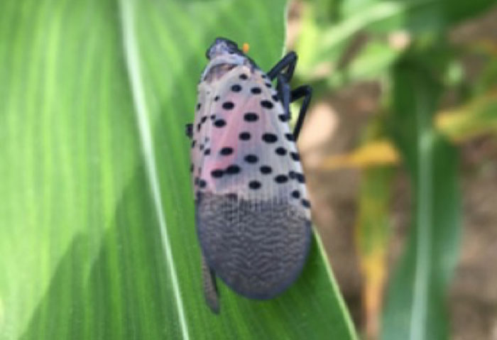 adult spotted lantern fly on leaf