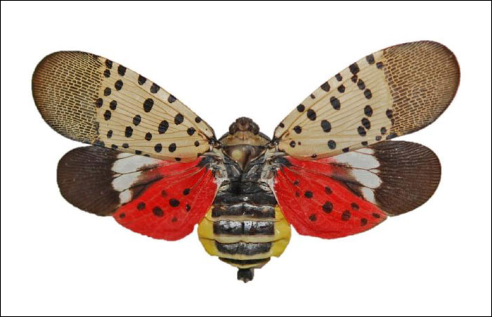 adult spotted lantern fly with wings spread