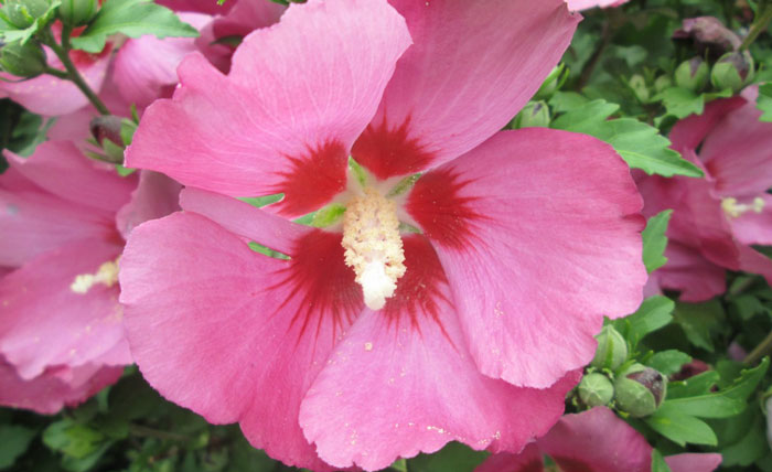 rose of sharon