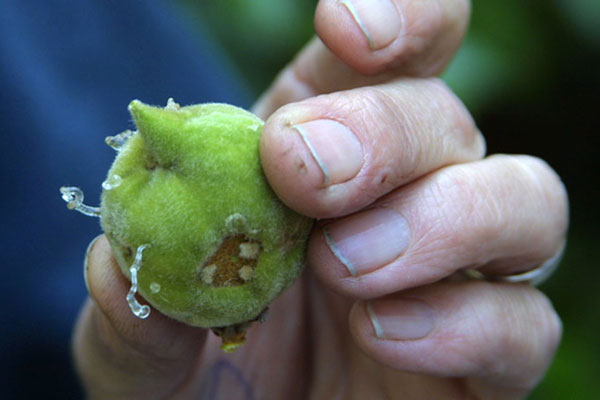 gummosis on peach