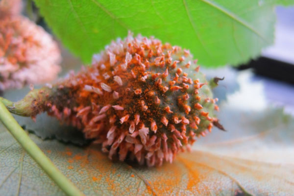 Cedar-quince rust aecia on hawthorn