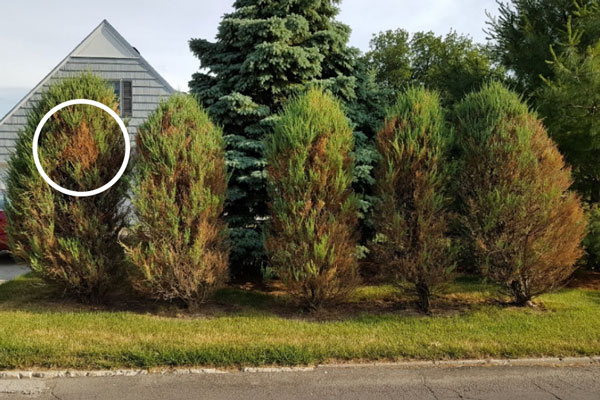 cedar trees severely affected by the cedar-quince rust