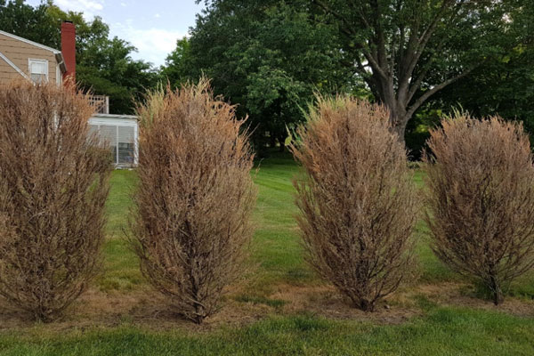 Eastern red cedar trees killed by the cedar-quince rust