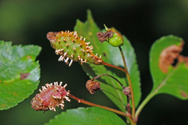 Cedar-quince rust aecia on hawthorn