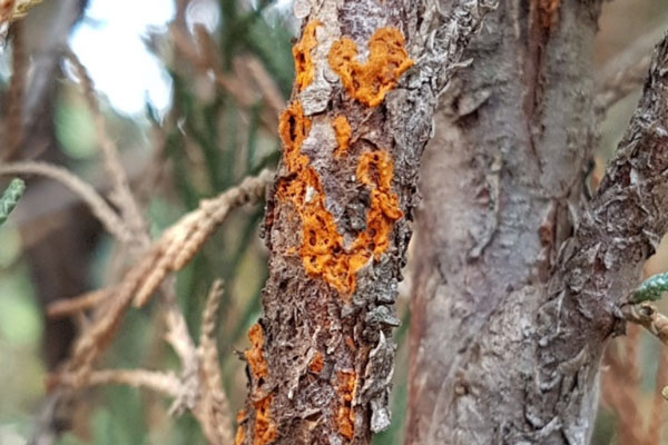 orange telial blisters of cedar-quince rust