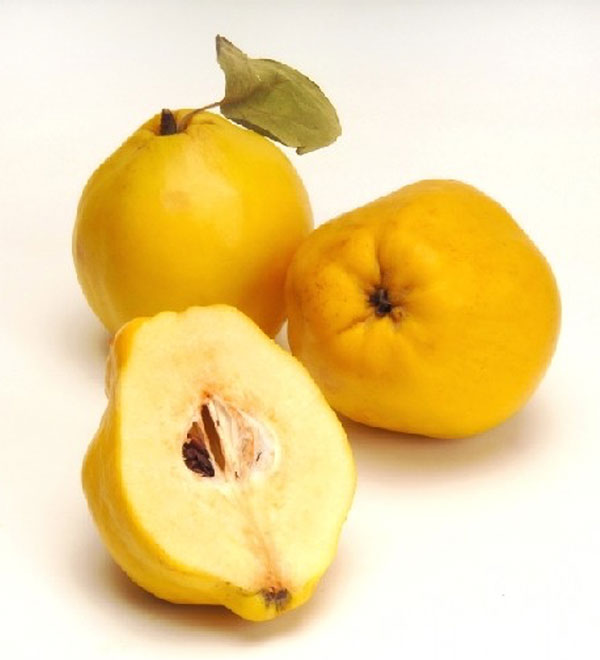 Flowering Quince Fruit