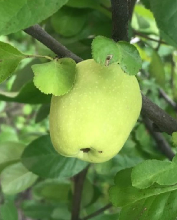 flowering quince fruit