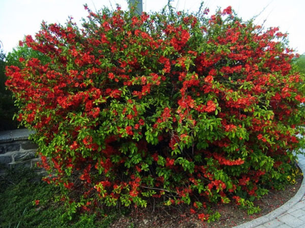 flowering quince fruit