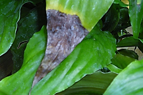 fluoride damage on a peace lily