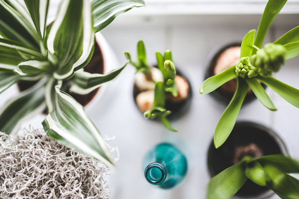 houseplants from above